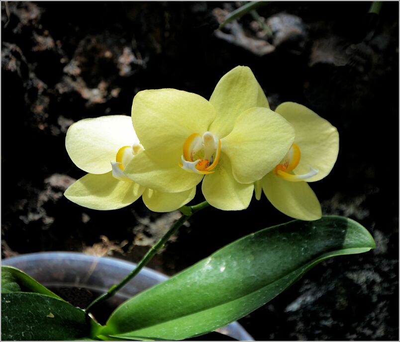 Yellow Orchid